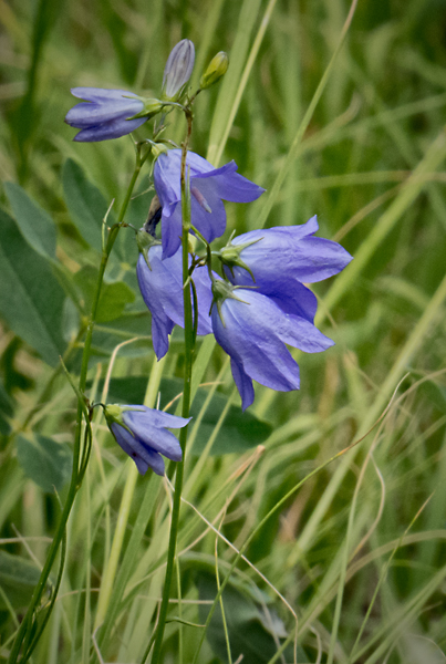 Mountain Harebell 1.jpg